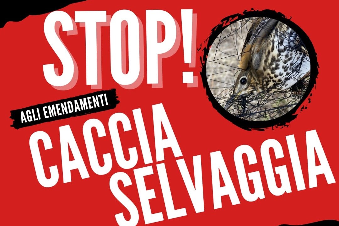 Gemeinsame Petition des Komitees und anderer italienischer Naturschutzvereine gegen die Pläne der Regierung. 