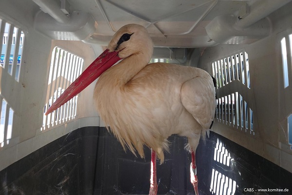 Transport des niedersächsischen Weißstorches zu einer Auffangstation im Libanon. 