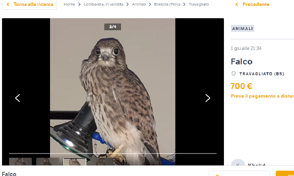 Un gheppio in vendita illegalmente su subito.it