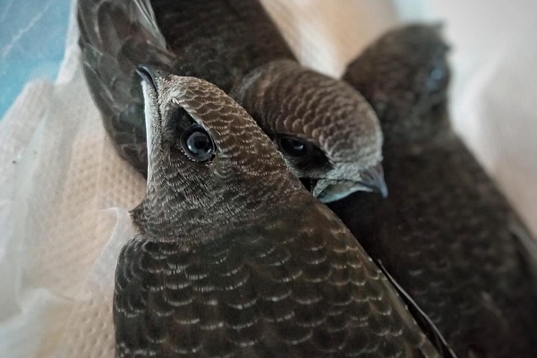 Tramonto wurden während einer mehrstündigen Operation neue Schwungfedern verpasst.  