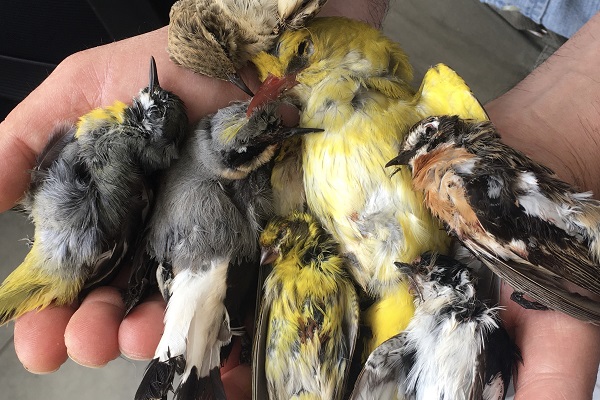 Illegal auf Ischia im Frühling geschossene Vogelarten: Pirol, Braunkehlchen, Schafstelze, Girlitz, Trauerschnäpper und Steinschmätzer. Archivbild.