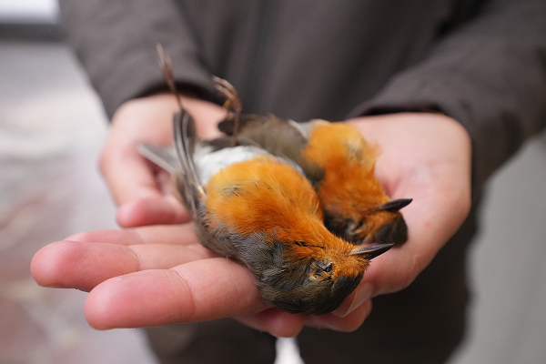 In Norditalien werden vor allem Rotkehlchen gefangen - sie gelten als "Delikatessen"