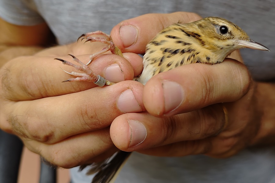 Ring-Kontrolle bei einem Baumpieper. Nahezu alle dieser Langstreckenzieher werden mit manipulierten Ringen versehen.