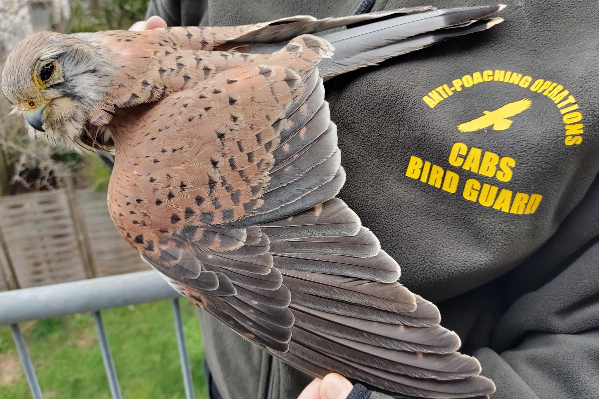 Adulter, männlicher Turmfalke - abgeschossen mit einer Luftdruckwaffe.