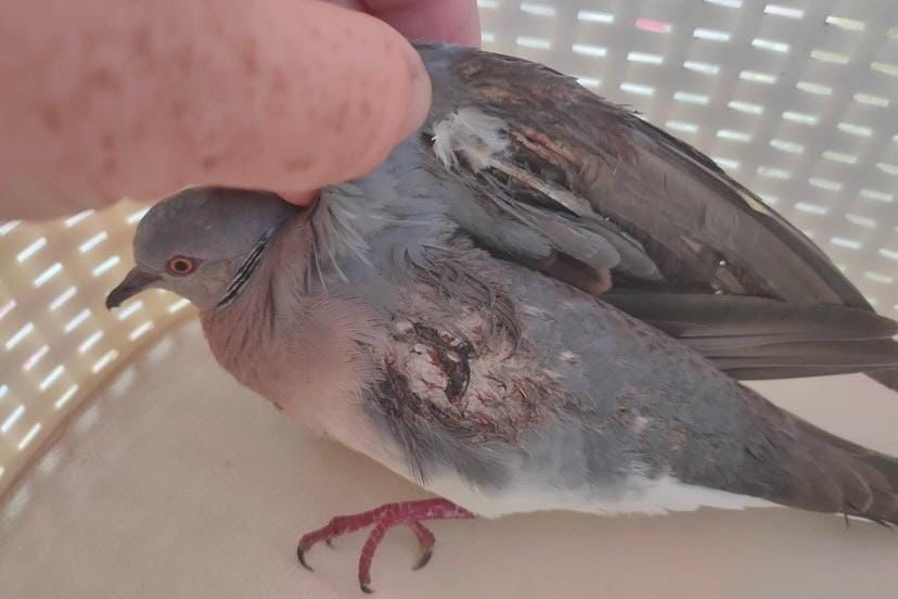 Angeschossene Turteltaube, Spanien August 2022