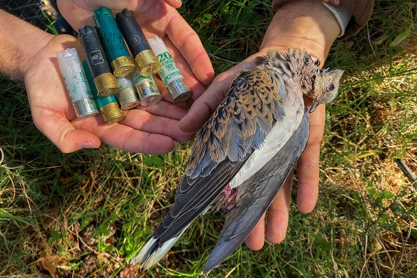 Illegal Geschossene Turteltauben und ein Kuckuck - auf Zakynthos leider keine Seltenheit