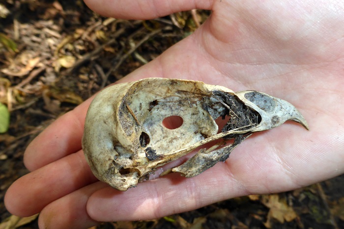 Die illegale Greifvogelverfolgung in Deutschland rückt Mitte der 2000er-Jahre in den Fokus unserer Arbeit. 