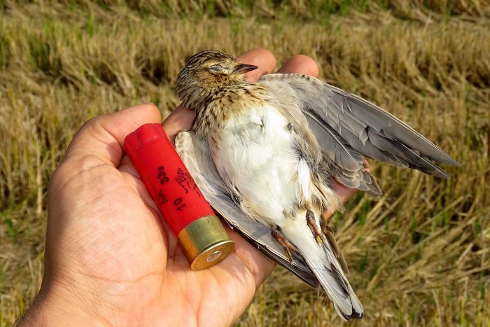 Geschossene Feldlerche