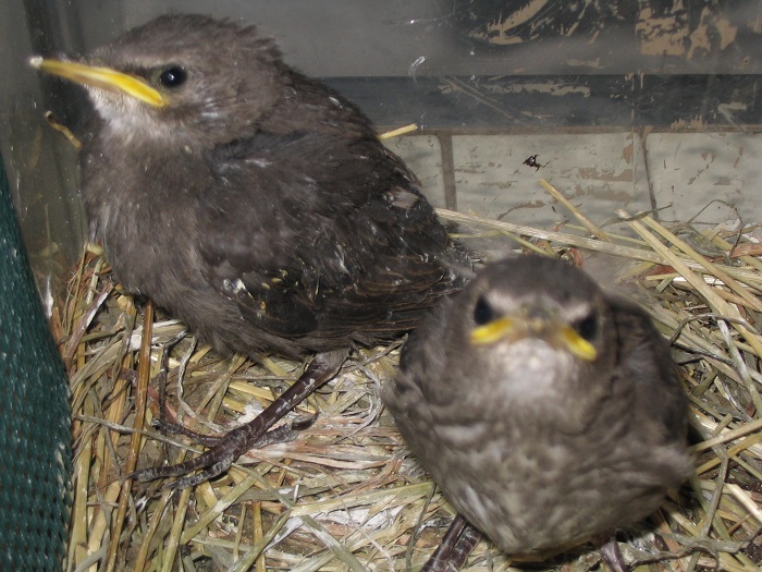 Piccoli storni tenuti in un cartoncino con della paglia