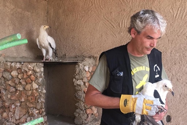 Schmutzgeier-Rettungsaktion im September 2021