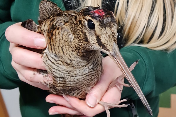 Am 21.11.2022 in Bonn aufgelesene Waldschnepfe - der Vogel war vermutlich gegen eine Scheibe geflogen