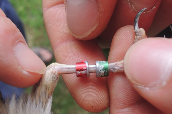 Manipulierte "Zuchtringe" bei einer Singdrossel in Italien