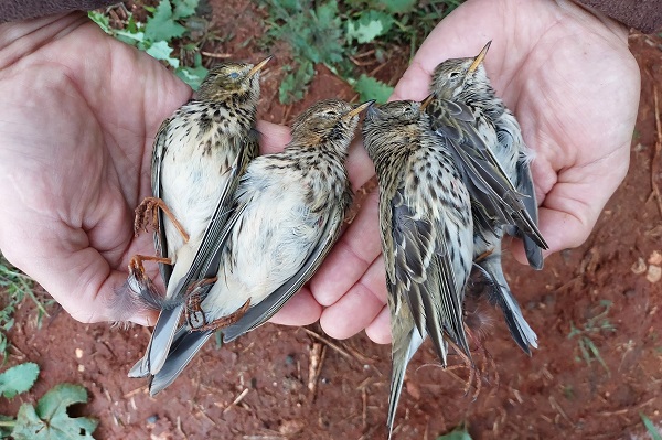 Bei einem Jäger auf Zypern sichergestellte frisch geschossene Wiesenpieper