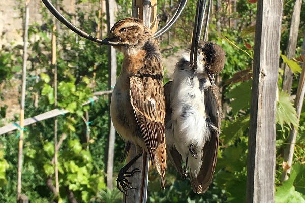 Braunkehlchen und Trauerschnäpper gehören auf dem Frühjahrsdurchzug zu den Zielarten von Wilderern in Süditalien. 