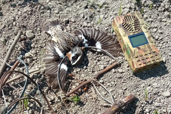 Für den Heimzug nach Europa nutzen Braunkehlechen die Insel Ischia als Trittstein bei der Überquerung des Mittelmeers. Auf der Insel und in der gesamten Region wurden sie früher in großen Mengen für den Verzehr gefangen. 