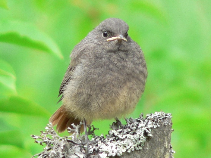  giovane codirosso spazzacamino © wojsyl - wikicommons