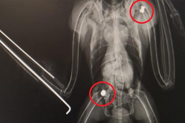 Das Röntgenbild des im März 2023 in Köln gefundenen Mäusebussards zeigt zwei Luftgewehr-Projektile.