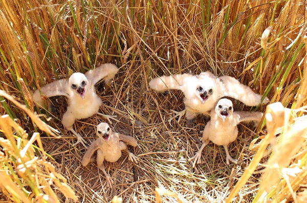 Rohrweihen-Jungvögel in ihrem Bodennest.